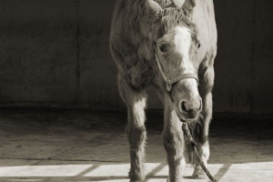 Topping portrety starszych zwierząt Topping portrety starszych zwierząt